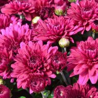 Mulberry_Chrysanthemum